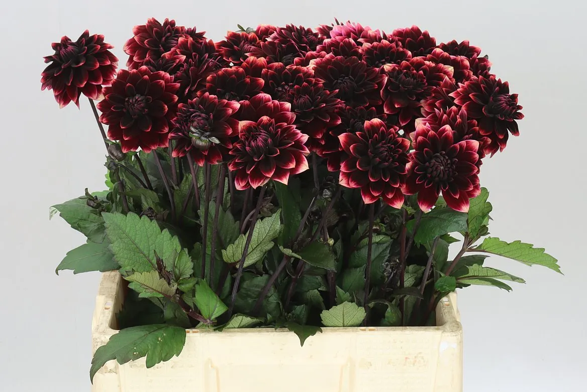 Dahlia Red Davina • 55 cm