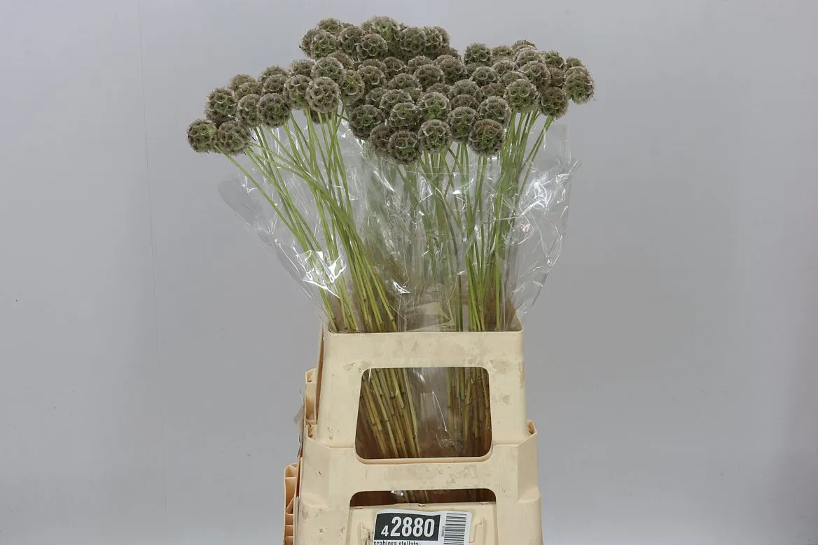 Scabiosa Stellata • 70 cm