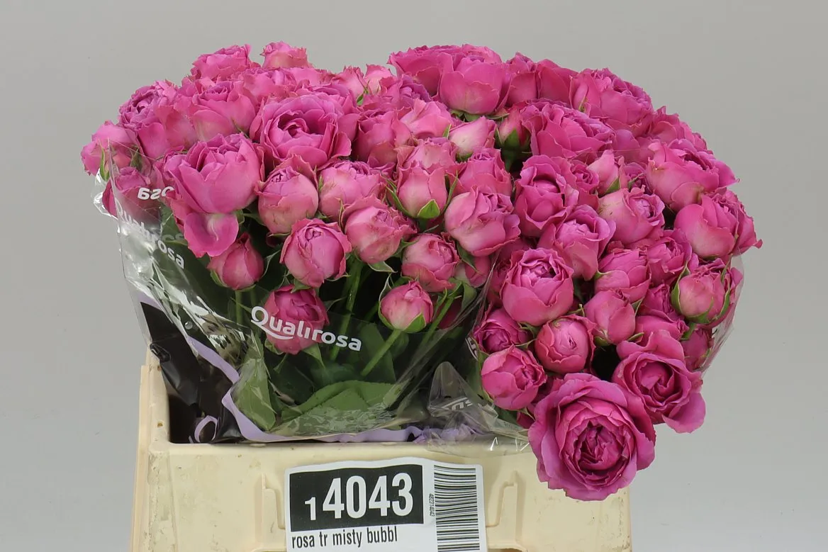 Rosa Tr Misty Bubbles • 40 cm