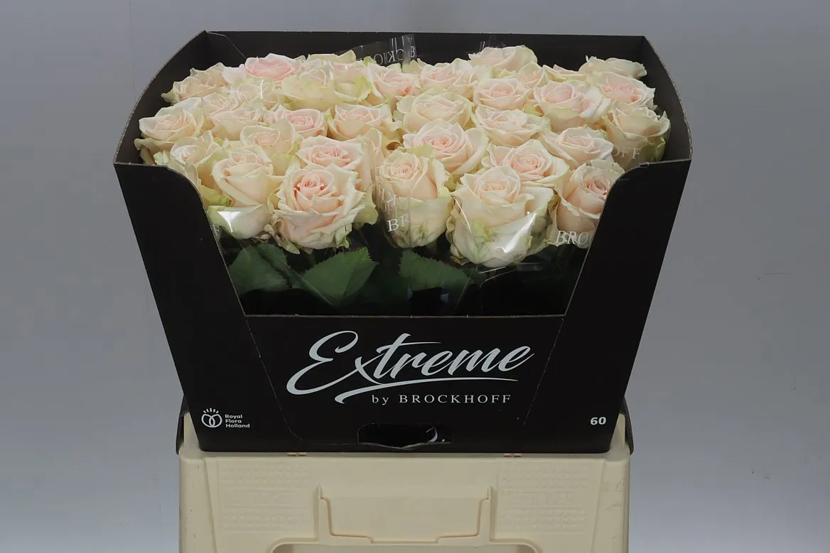 Ruža Sweet Caroline Extreme • 60 cm