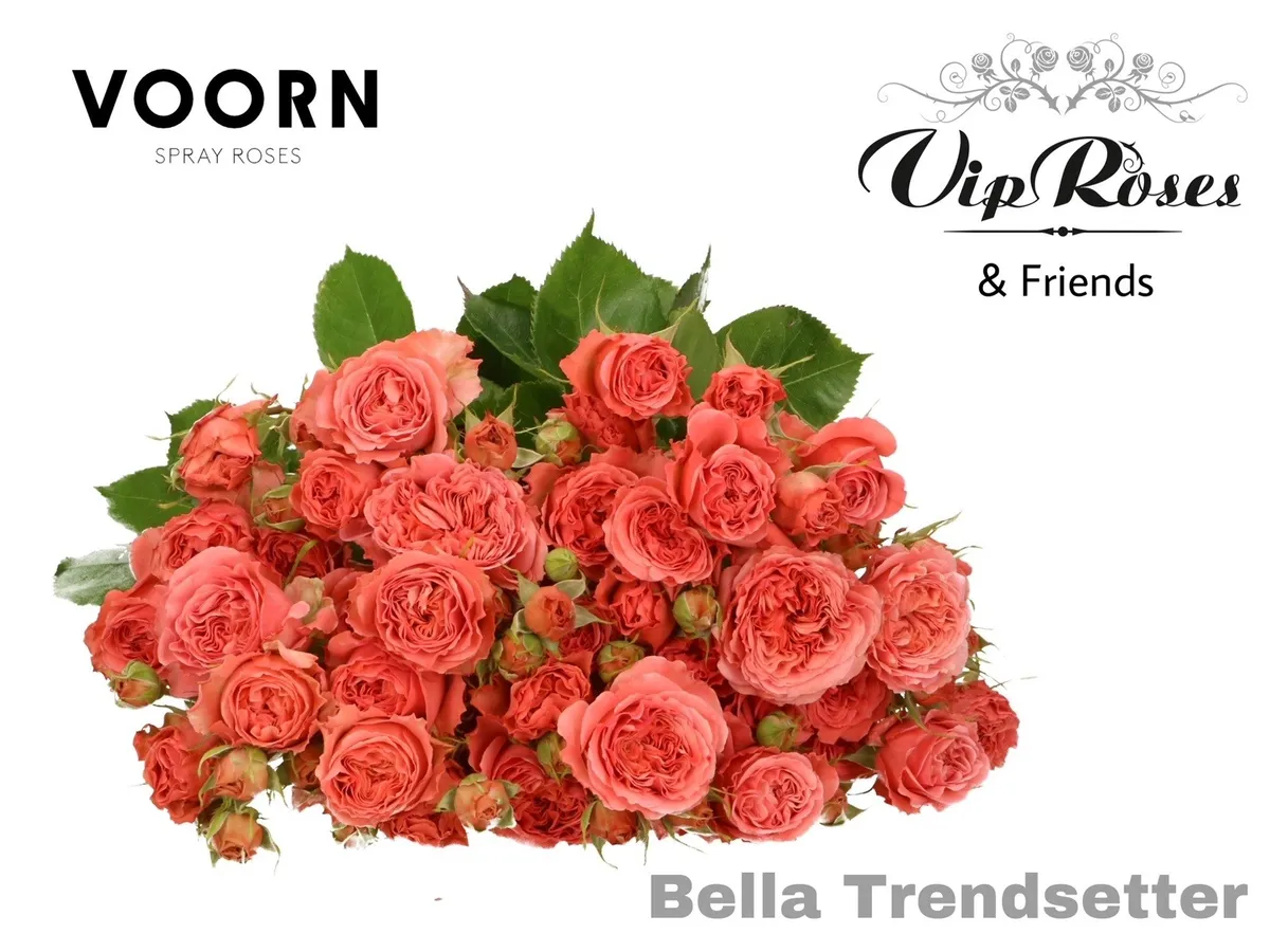 R Tr Bella Trendset • 50 cm