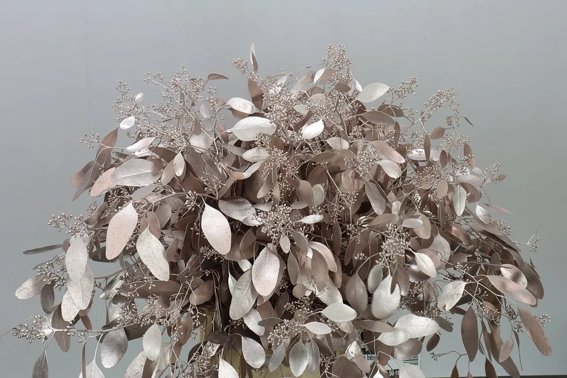 Eukalyptus Populus Berries Champange • 50 cm