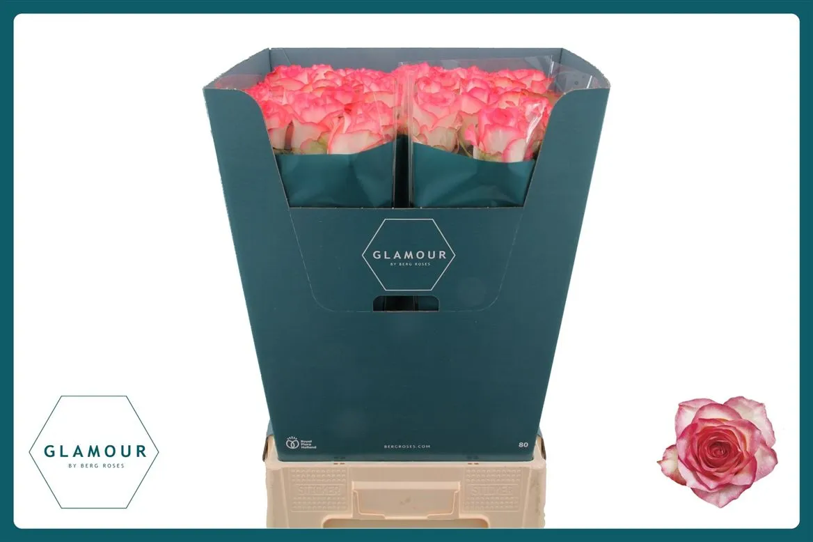 Rosa Gr Jumilia • 80 cm