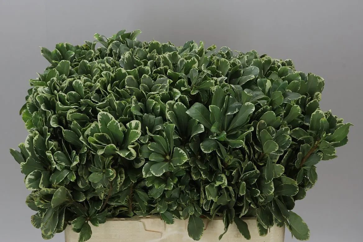 Pittosporum Ilan • 60 cm