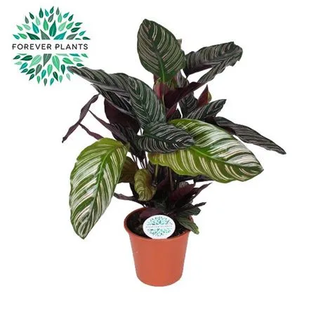 Calathea Ornata • črepník 17 cm
