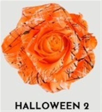 Ruža farbená Halloween 2, Ekvádor • 50 cm