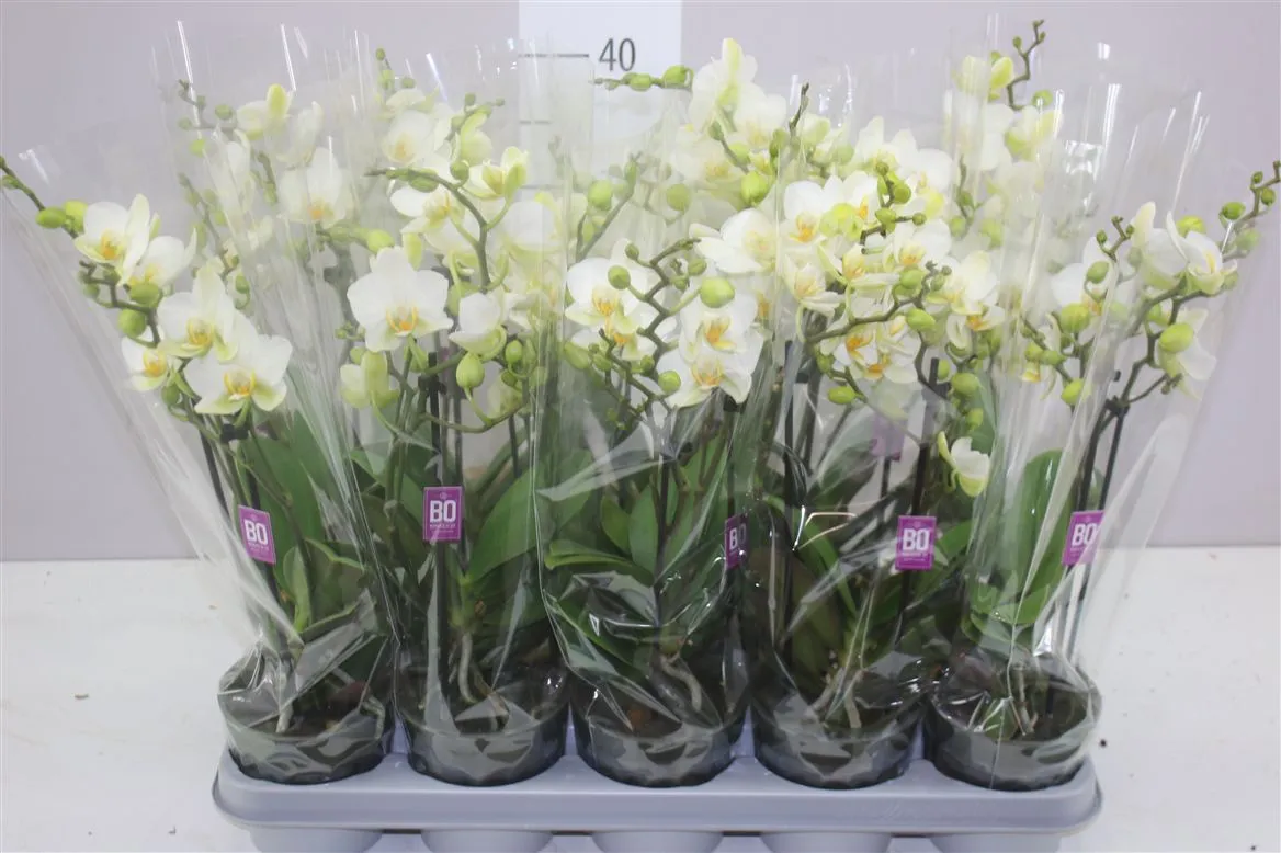 Orchidea Phalaenopsis Mtfl Lausanne, 2 výhony • črepník 12 cm