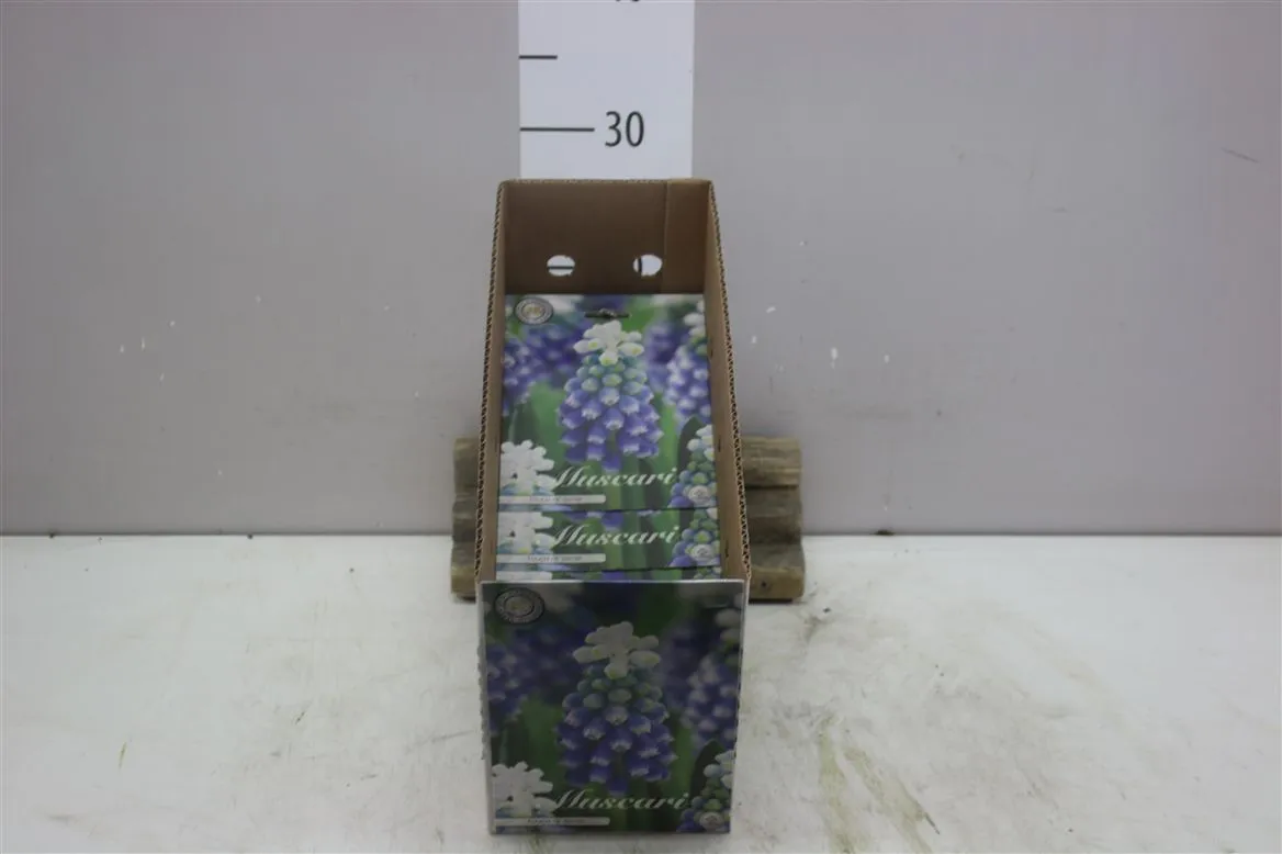 Bol Muscari Touch Of Snow X10