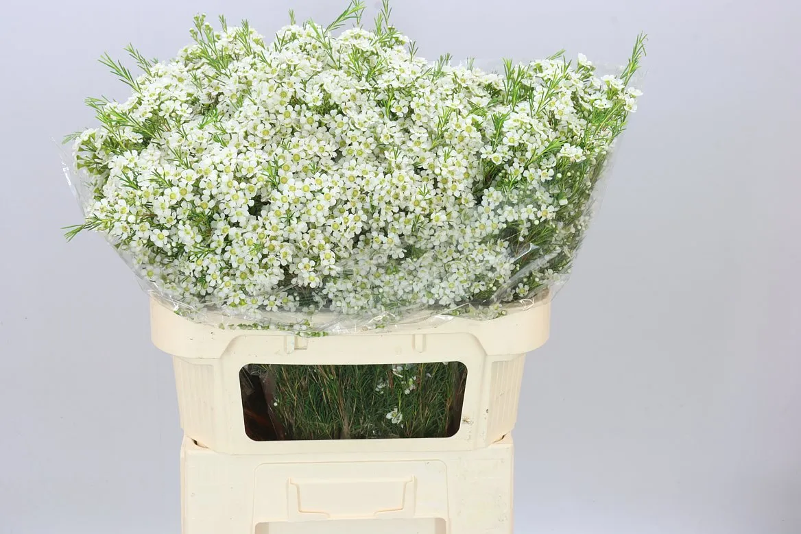Chame Wax Arbel • 70 cm