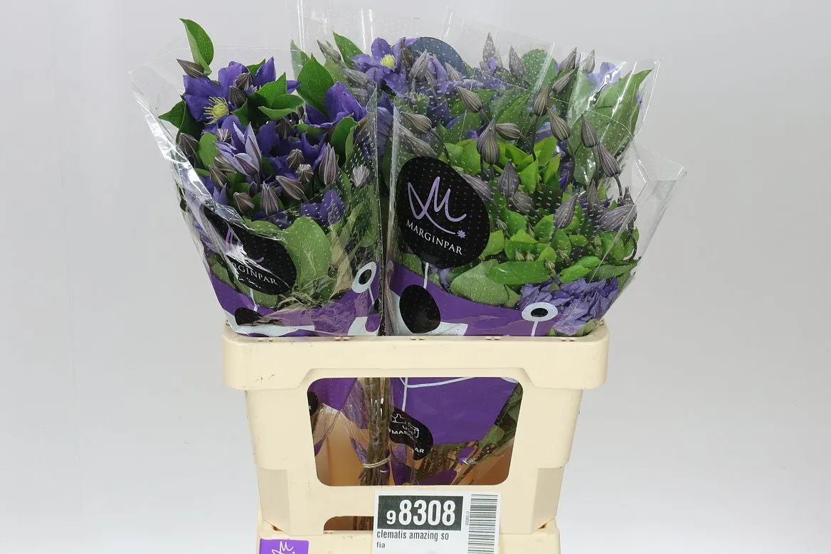 Clematis Amazing Sofia • 60 cm