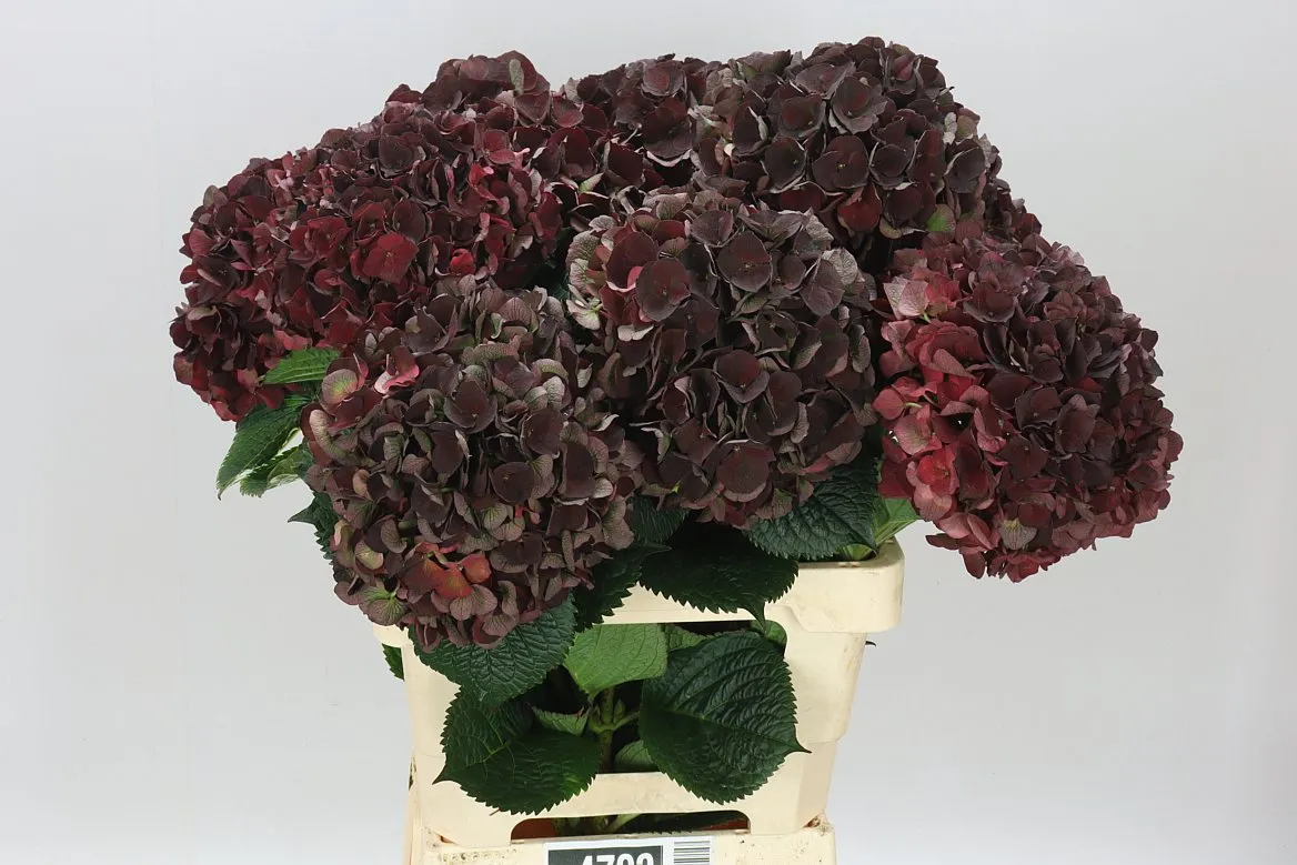 Hortenzia Black Ruby Classic • 65 cm