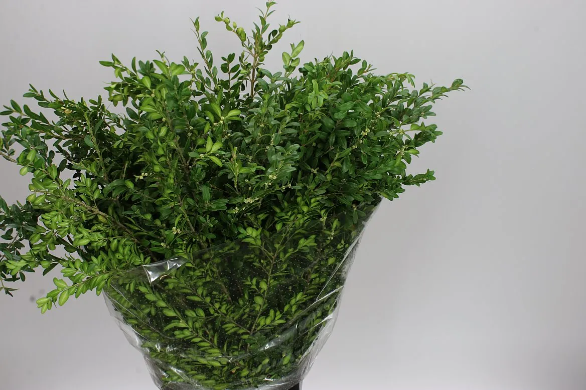 Buxus vo zväzku • 65 cm
