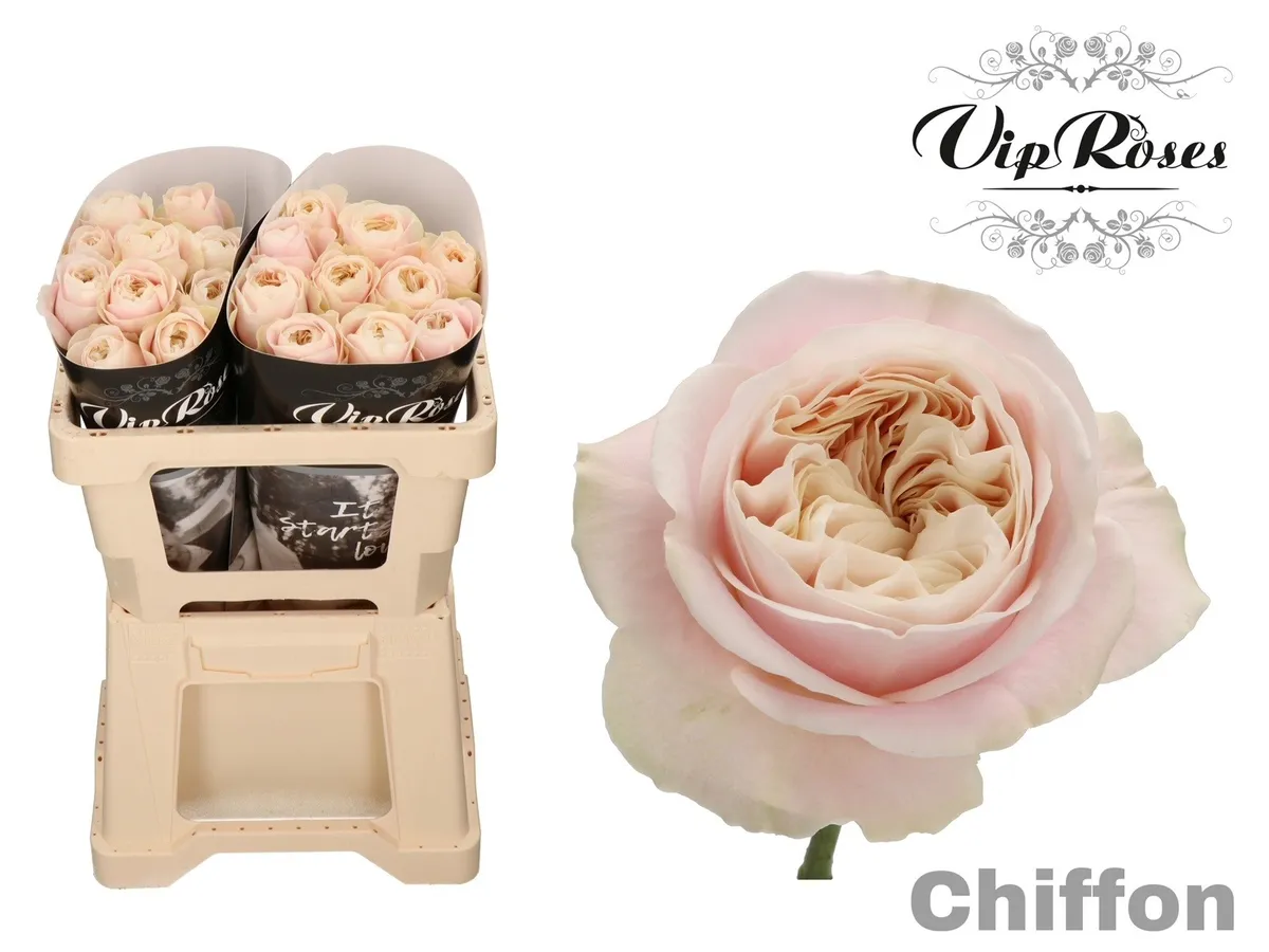 R Gr Chiffon X20 • 50 cm