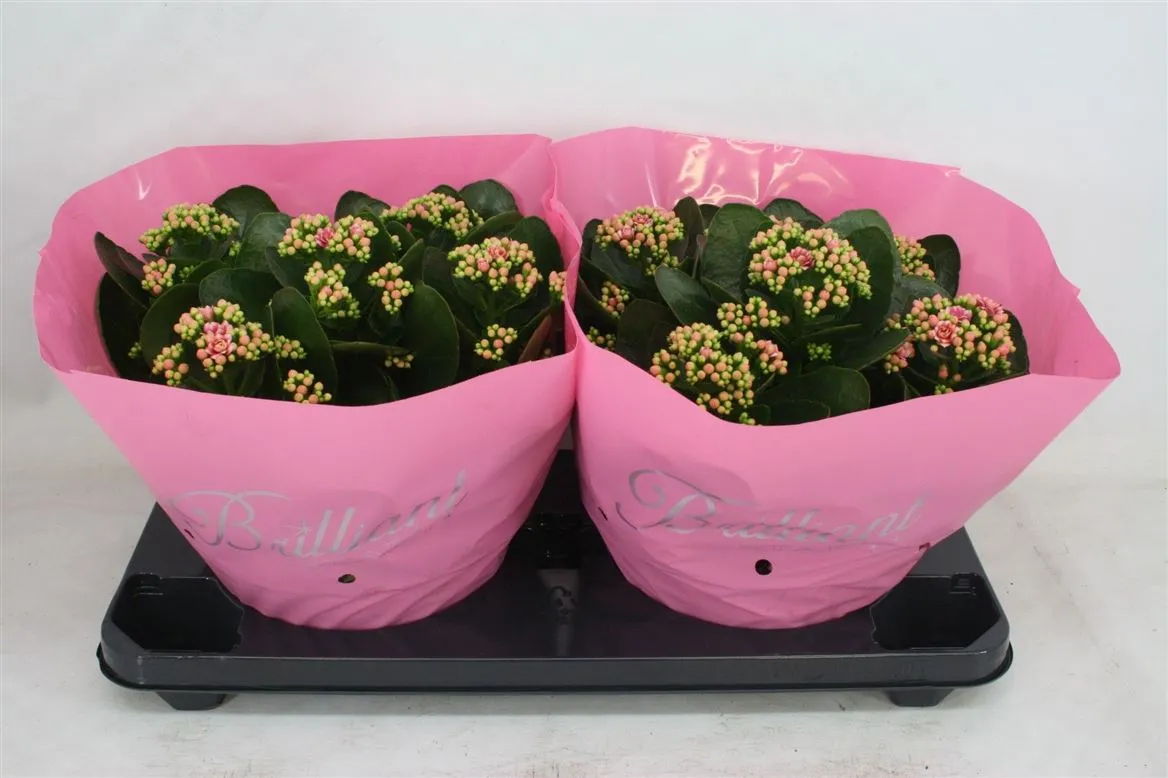 Kalanchoe Calandiva Roze • črepník 23 cm