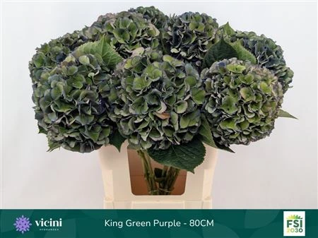 Hortenzia King Classic • 80 cm