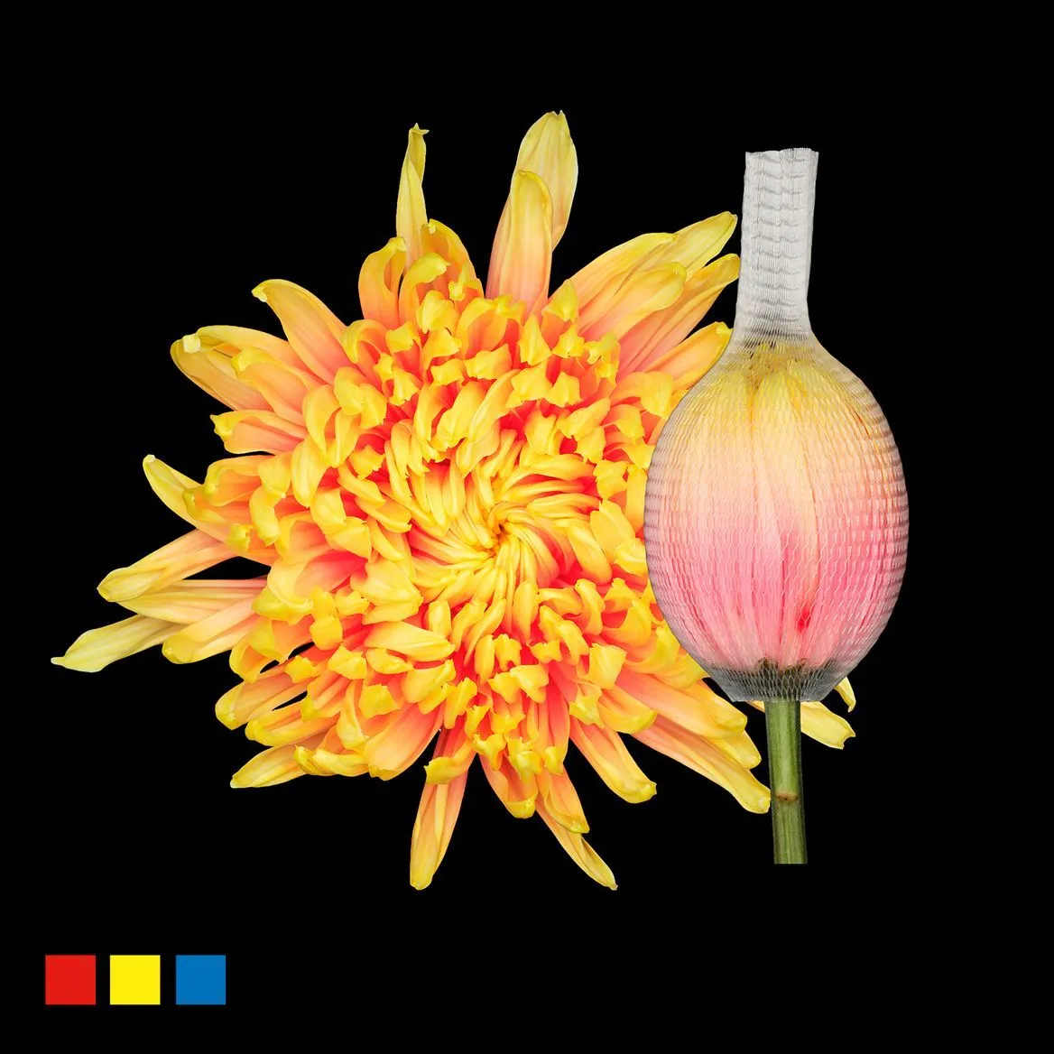 Chryzantéma veľkokvetá Stravina Sunshine • 70 cm