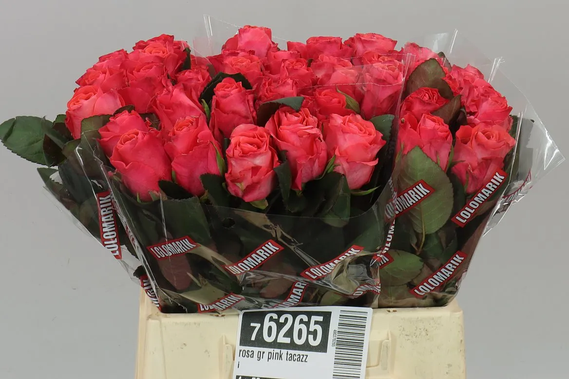 Ruža Pink Tacazzi • 40 cm
