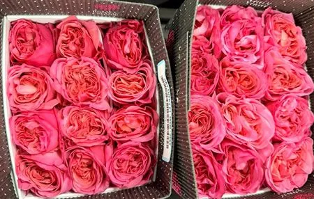 Rosa Gr Ec Get Lucky • 50 cm