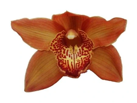 Orchidea Cymbidium Cognac, celá stonka • 50 cm