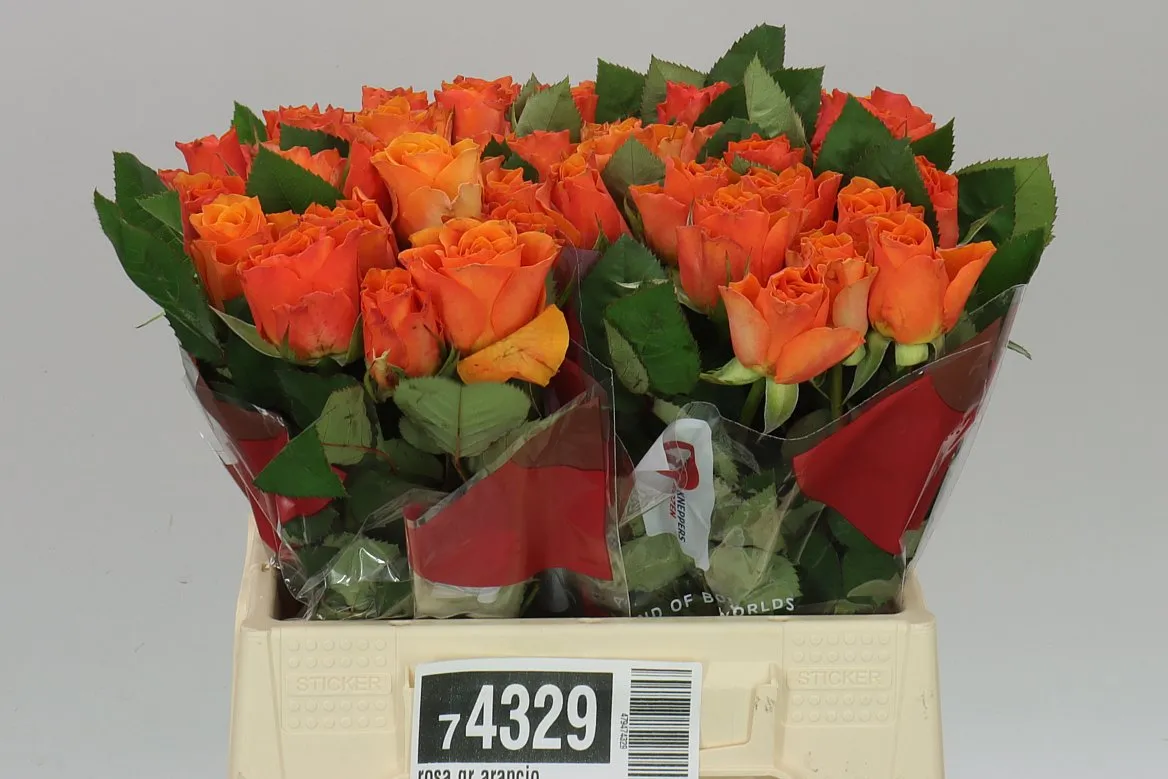 Rosa Gr Arancio • 40 cm