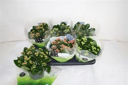 Kalanchoe Calandiva mix • črepník 15 cm