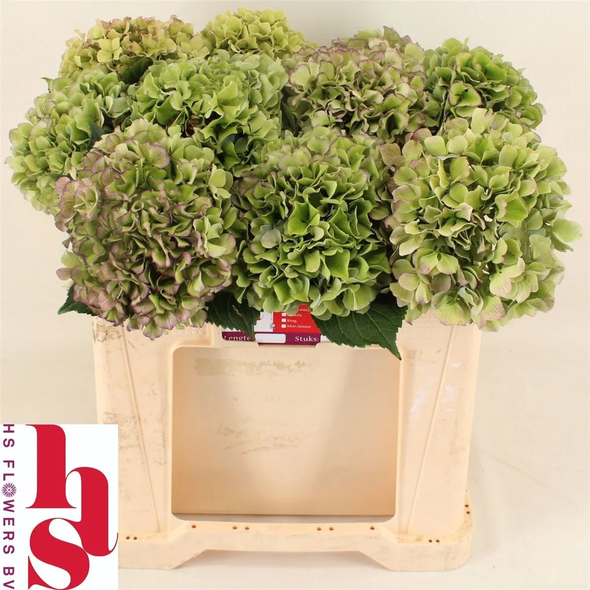 Hortenzia Benefit Classic • 50 cm