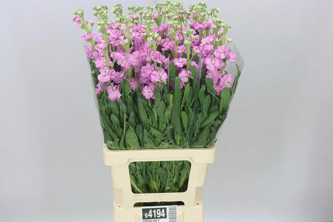 Matthiola Pink It. Imp • 70 cm