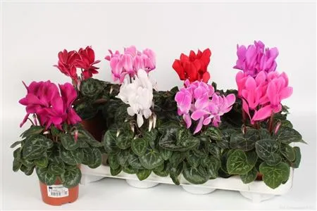 Cyclamen Super Allure Gemengd • črepník 10,5 cm