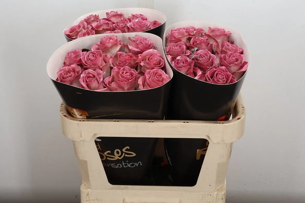 R Wx Classic Pink • 70 cm