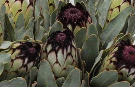 Protea Niobe • 60 cm