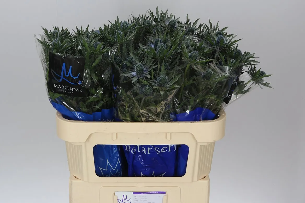 Eryngium Orion • 70 cm