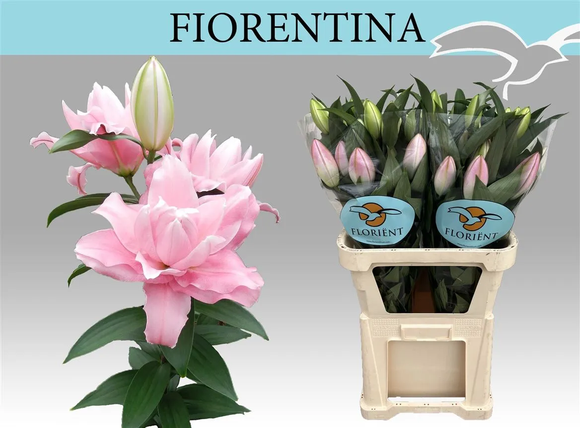 Ľalia orientálna Du Fiorentina • 90 cm
