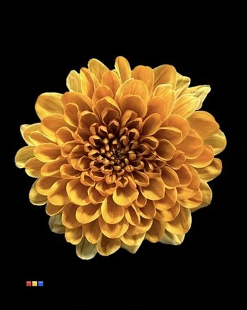 Chryzantéma trsová Altaj Golden Sun • 70 cm