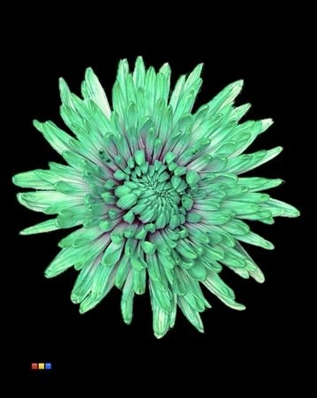 Chryzantéma veľkokvetá Topspin Ibiza • 70 cm