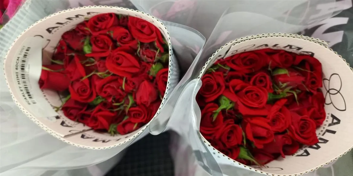 Ruža trsová Scarlet Mimi, Ekvádor • 60 cm