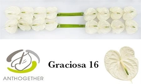 Antúrium Graciosa