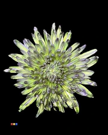 Chryzantéma veľkokvetá Topspin Polar Light • 70 cm