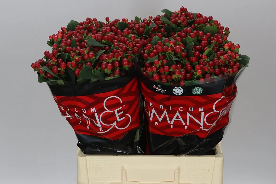 Hyp True Romance • 60 cm