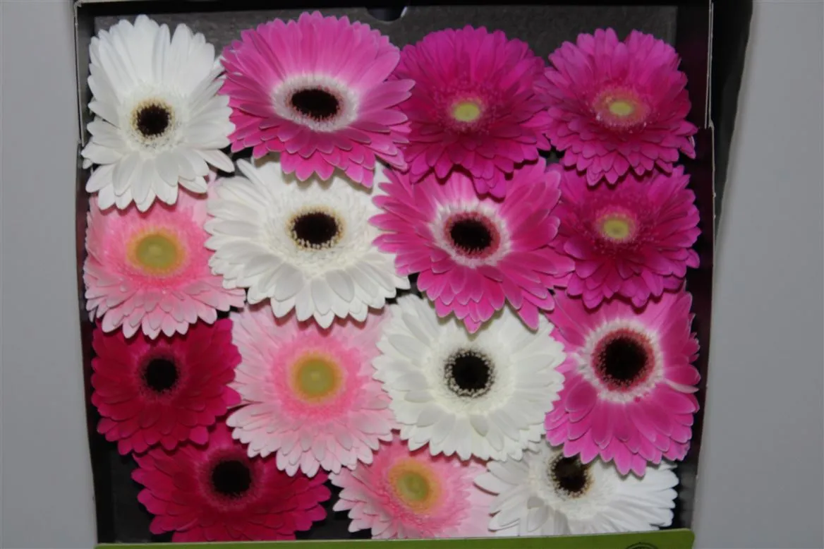 Gerbera Diamond mix Pink • 55 cm