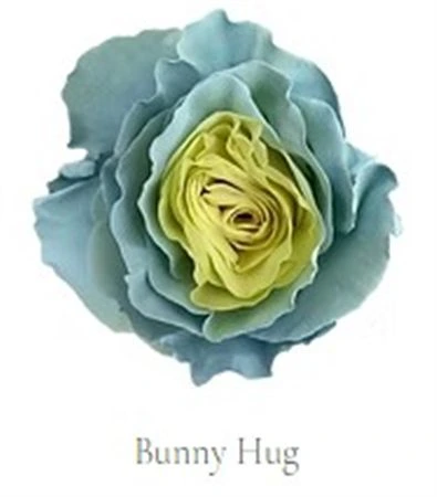 Ruža farbená Bunny Hug, Ekvádor • 50 cm