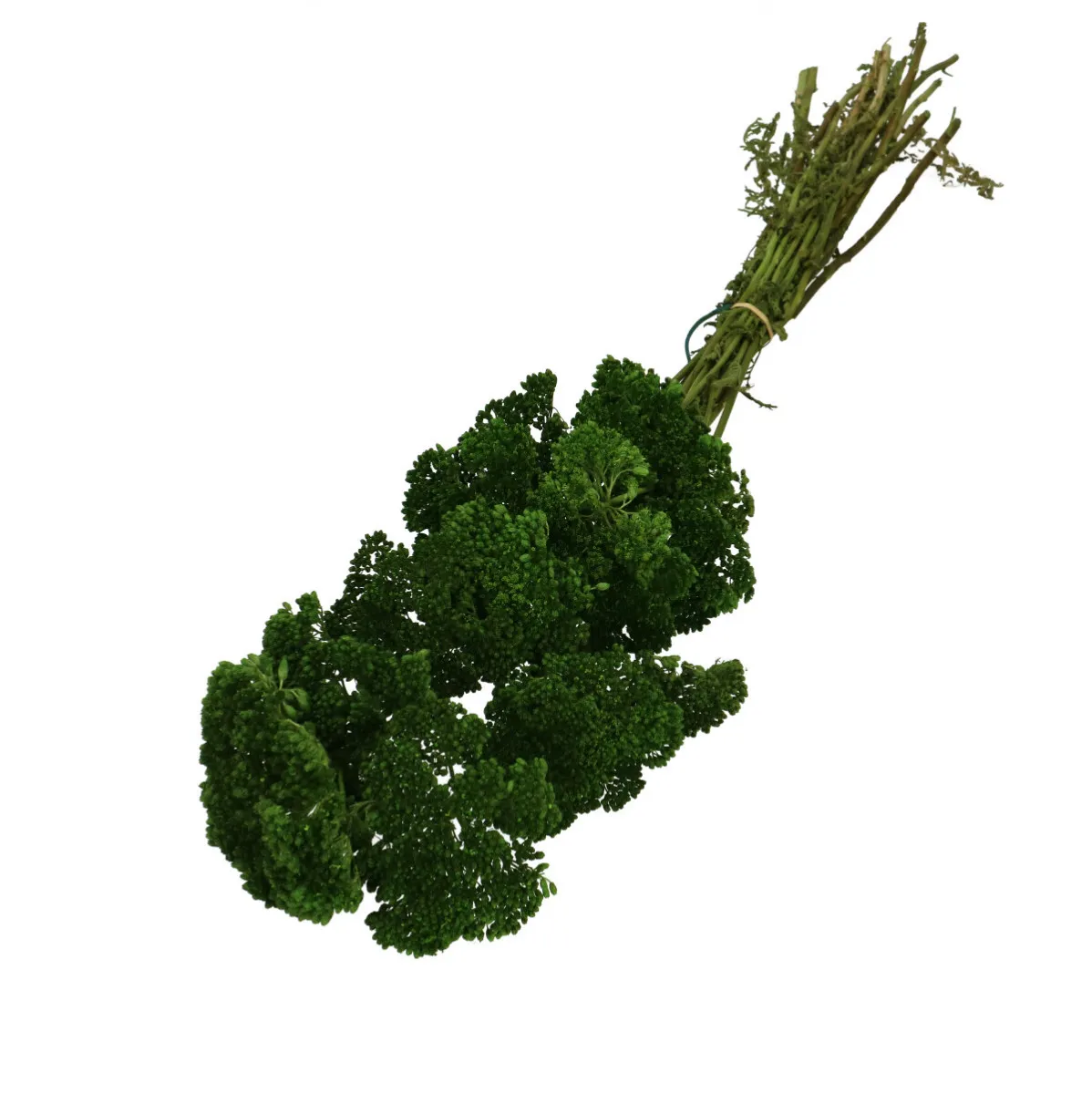 Sušený rebríček zelený 65 cm