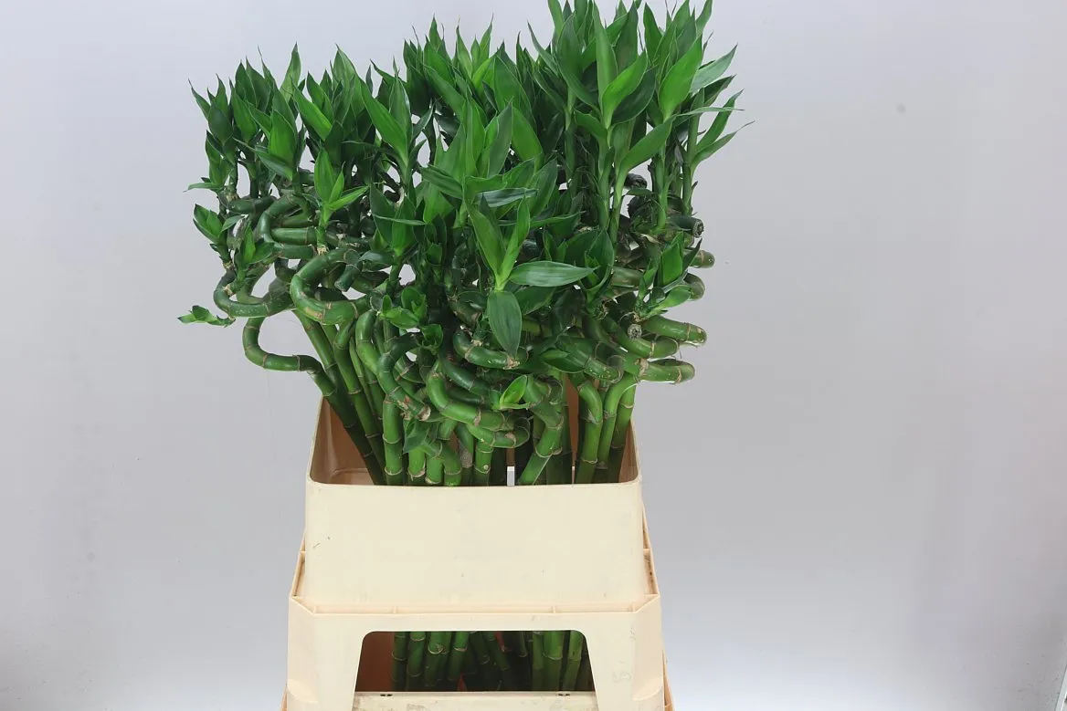 Lucky Bamboo Twisted • 80 cm