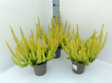 Erica Arb Albert's Gold • črepník 12 cm