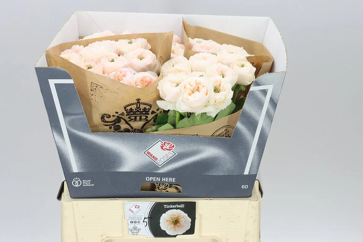 Rosa Gar Tinkerbell • 60 cm
