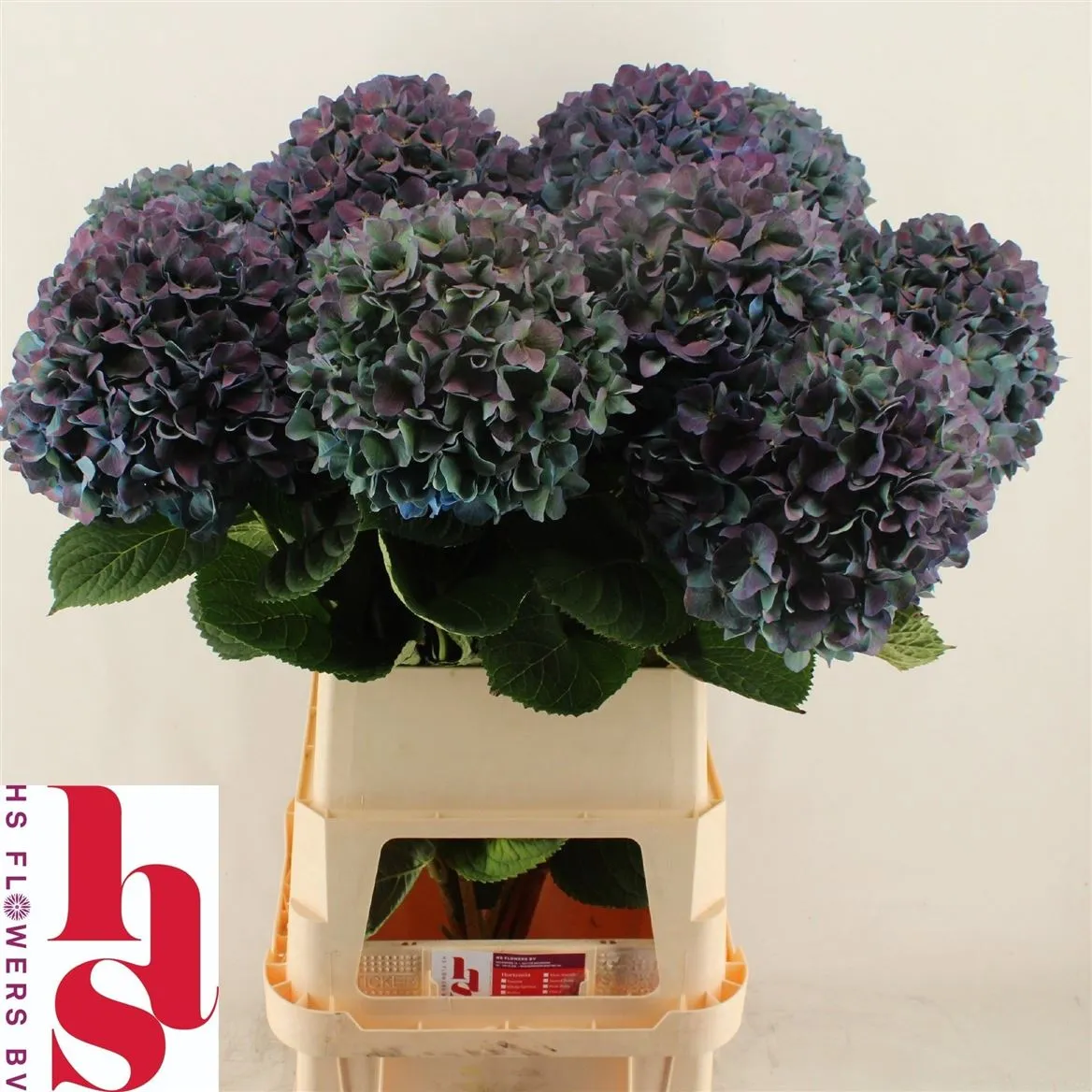 Hortenzia Pimpernel Classic • 100 cm