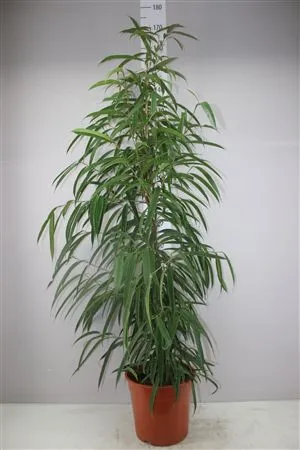 Ficus Alii • črepník 27 cm