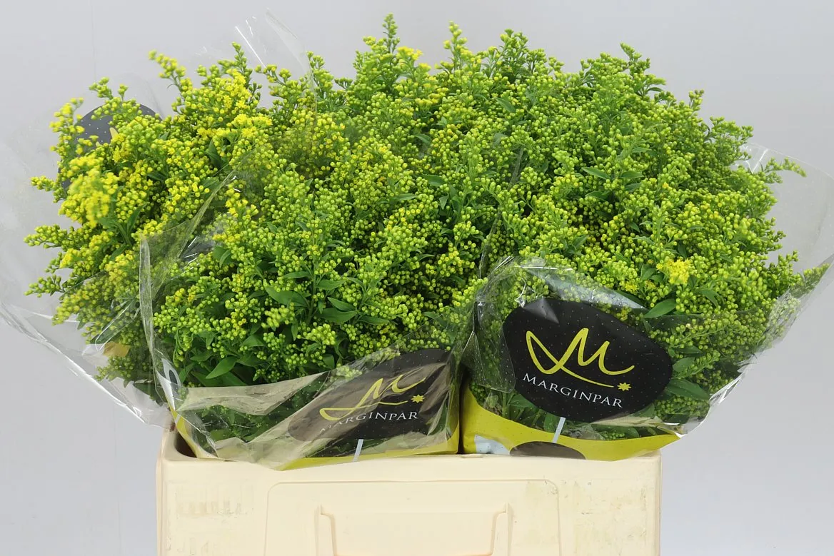 Solidago Golden Glory • 60 cm