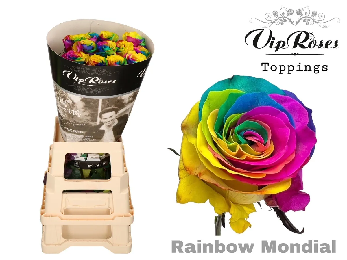 Ruža Rainbow Mondial • 60 cm