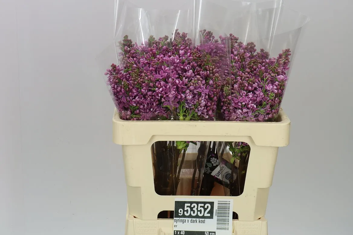 Syringa V Dark Koster • 50 cm