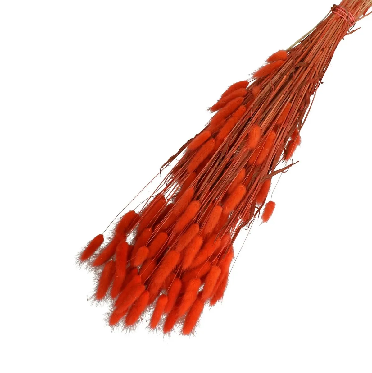 Sušený zajačí chvost oranžový 65 cm, 100 g